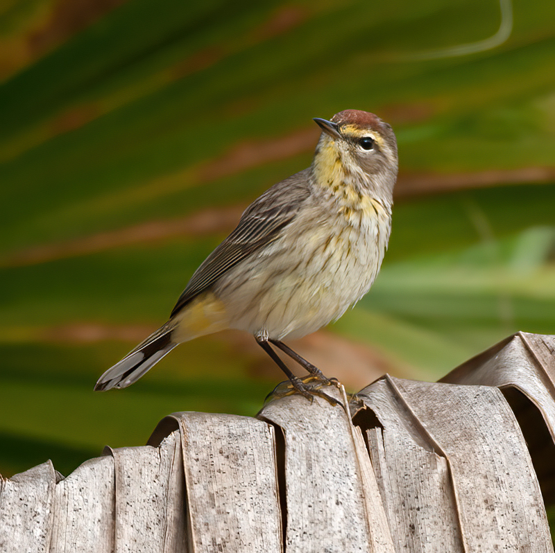 Palm_Warbler_11_FL_074