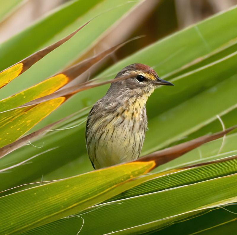 Palm_Warbler_11_FL_076