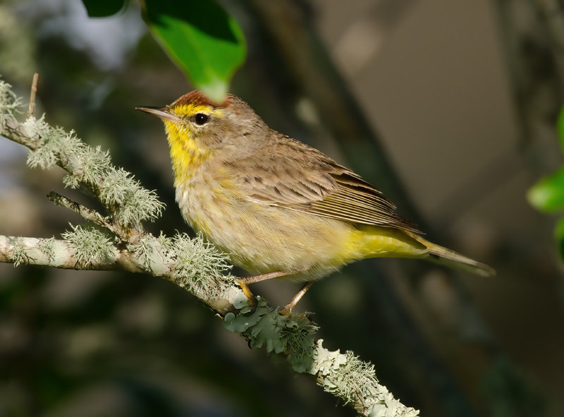 Palm_Warbler_11_FL_090