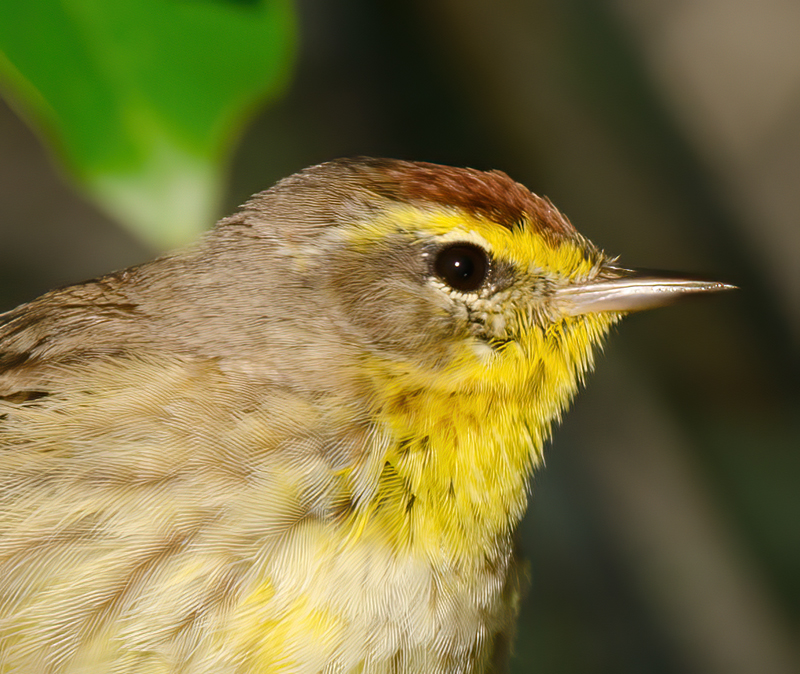 Palm_Warbler_11_FL_092