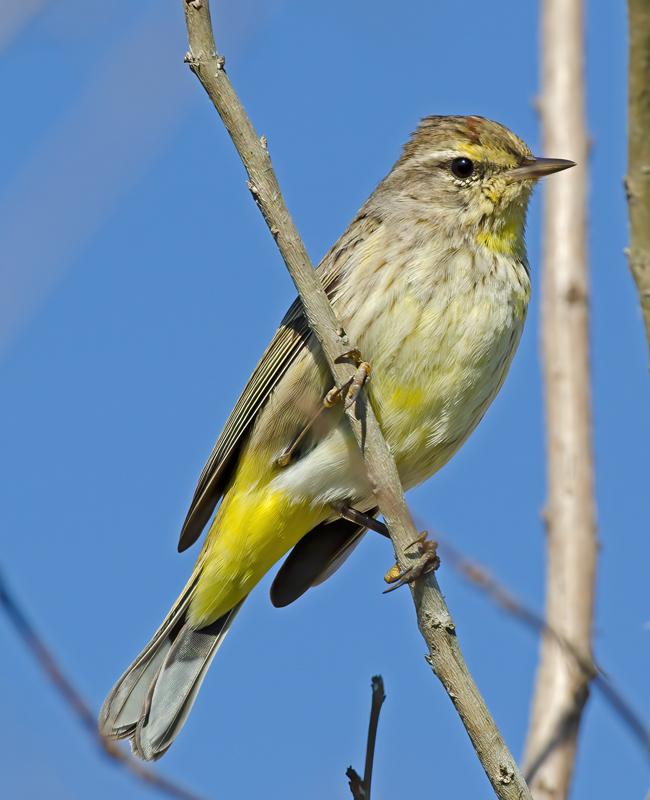 Palm_Warbler_12_FL_003