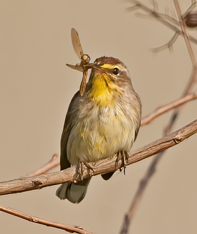 Palm_Warbler_12_FL_012