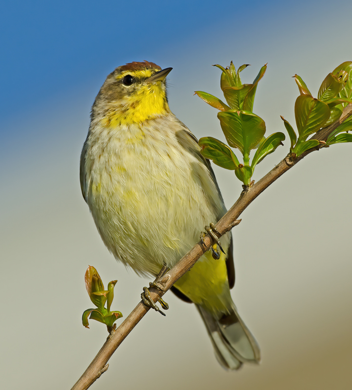 Palm_Warbler_12_FL_013