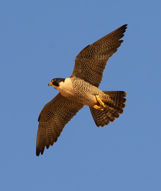 Peregrine_Falcon_21_CA_041