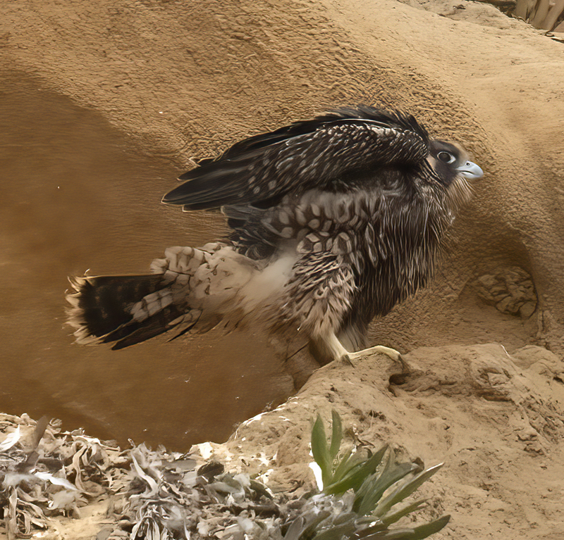 Peregrine_Falcon_21_CA_046