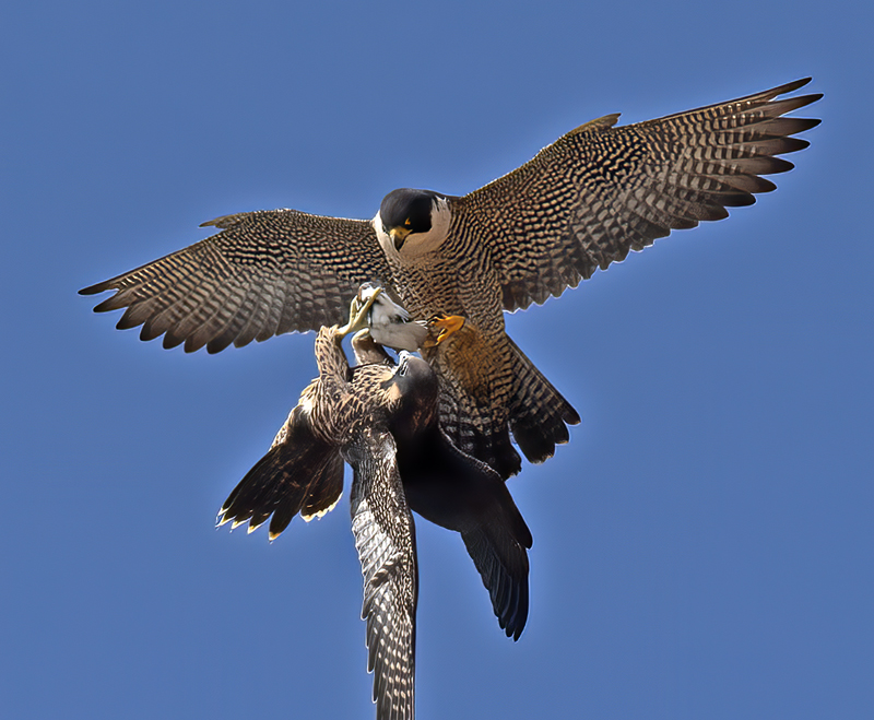Peregrine_Falcon_21_CA_085