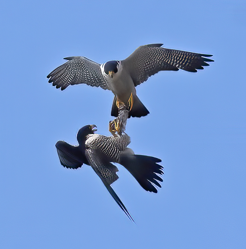Peregrine_Falcon_21_CA_089