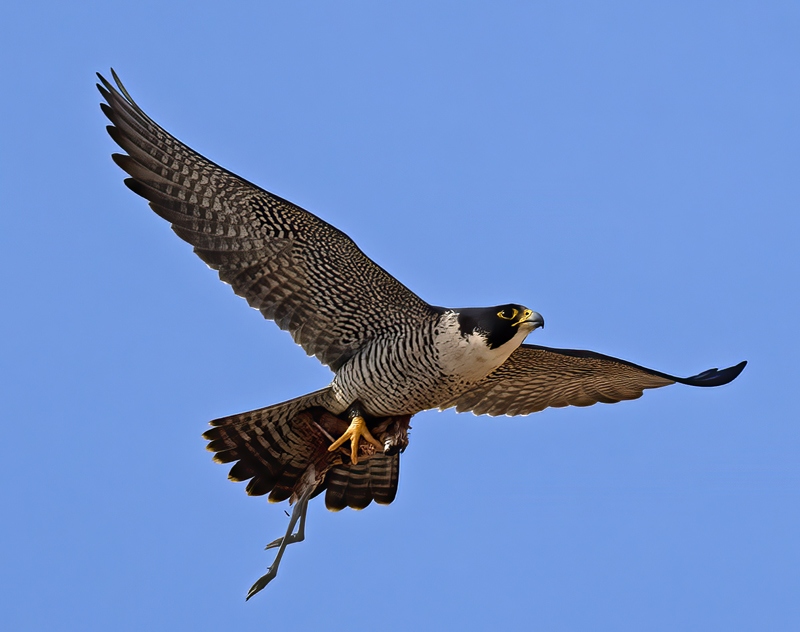 Peregrine_Falcon_21_CA_096