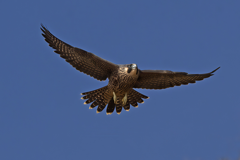 Peregrine_Falcon_21_CA_100
