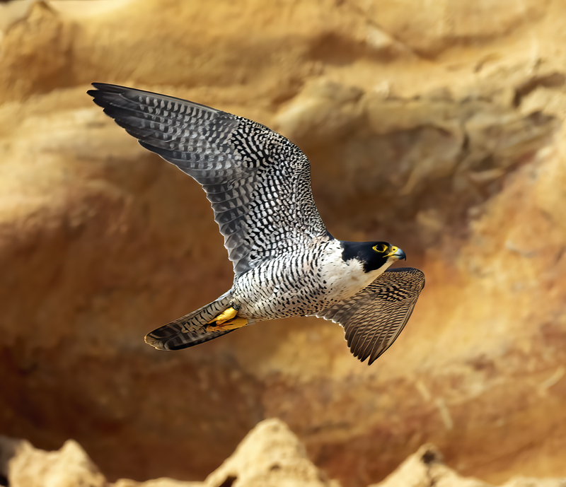 Peregrine_Falcon_21_CA_105