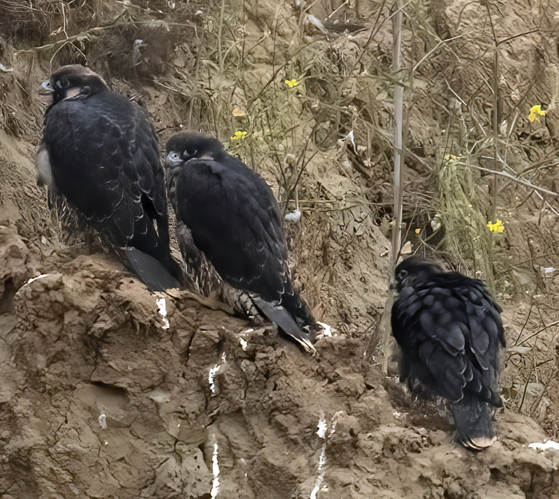 Peregrine_Falcon_21_CA_144