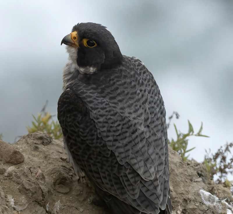 Peregrine_Falcon_21_CA_146
