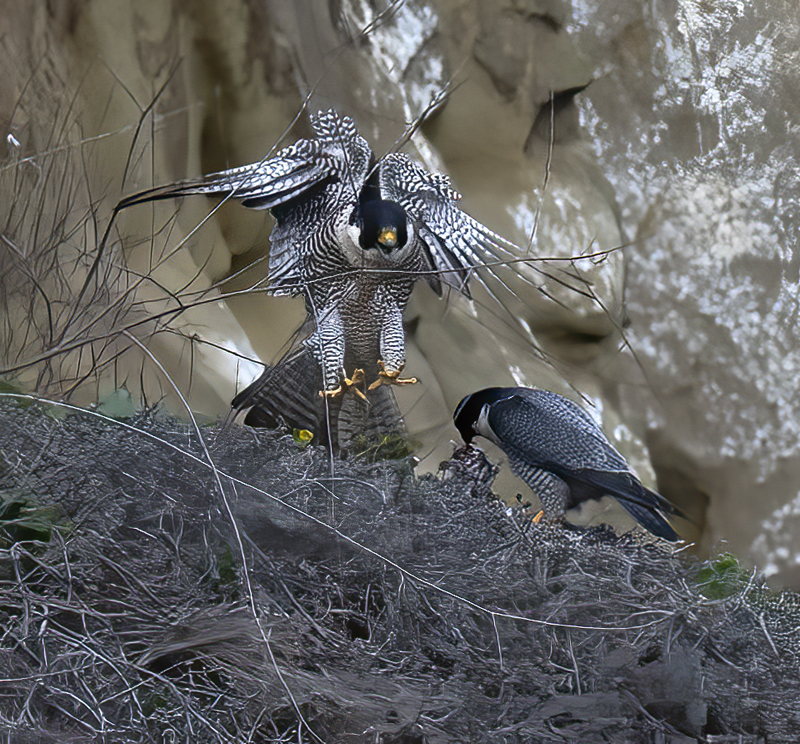 Peregrine_Falcon_21_CA_148