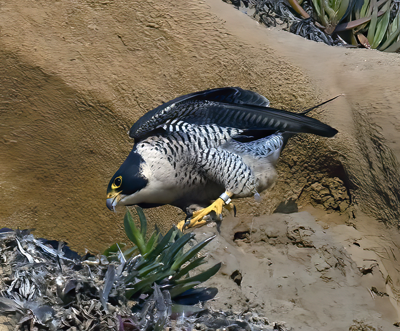 Peregrine_Falcon_21_CA_296