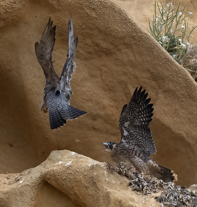 Peregrine_Falcon_21_CA_314
