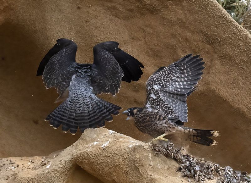 Peregrine_Falcon_21_CA_315