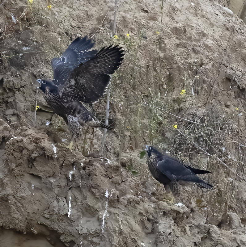 Peregrine_Falcon_21_CA_380