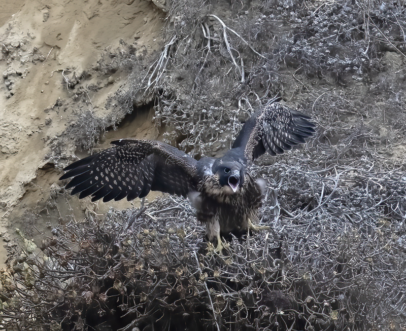 Peregrine_Falcon_21_CA_386