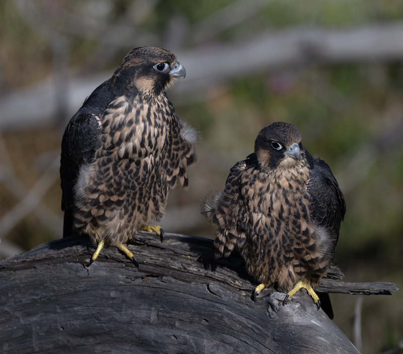 Peregrine_Falcon_23_CA_073