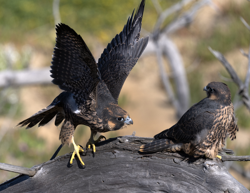 Peregrine_Falcon_23_CA_080