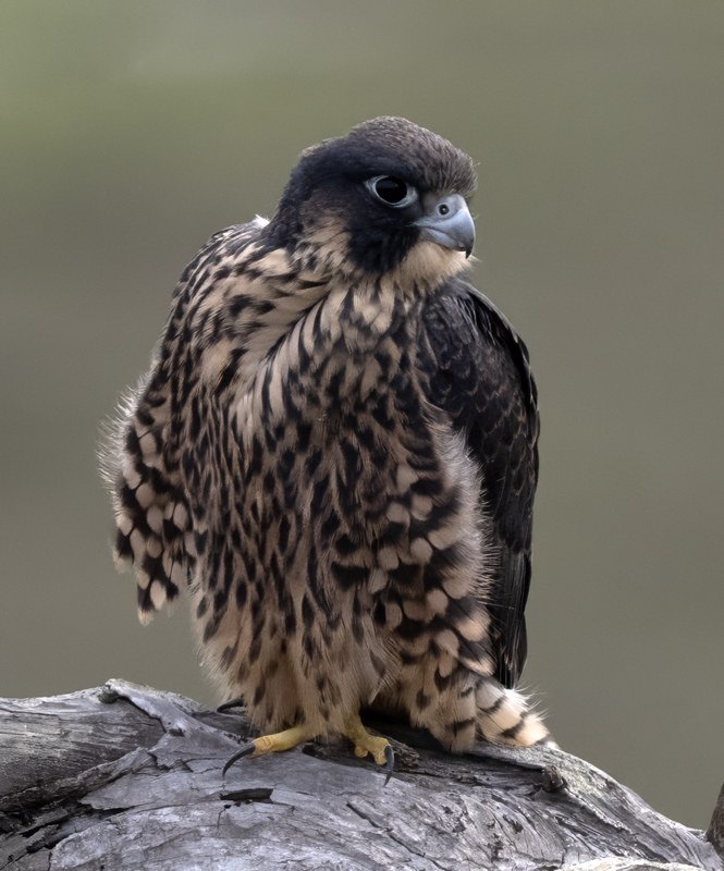 Peregrine_Falcon_23_CA_124
