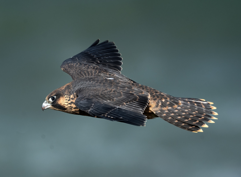 Peregrine_Falcon_23_CA_343
