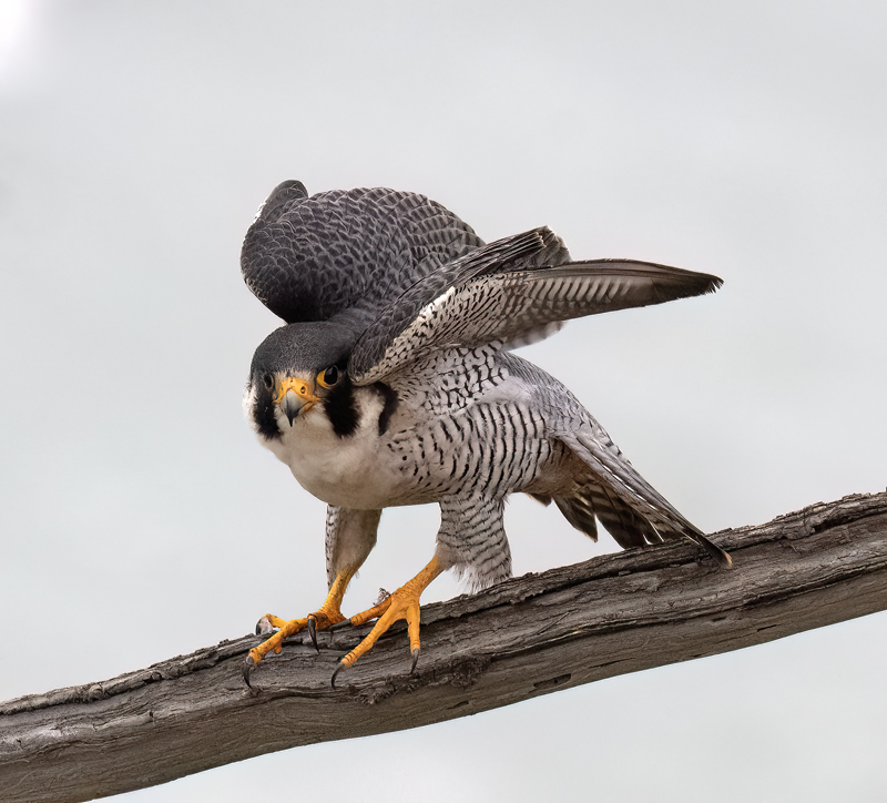 Peregrine_Falcon_23_CA_541
