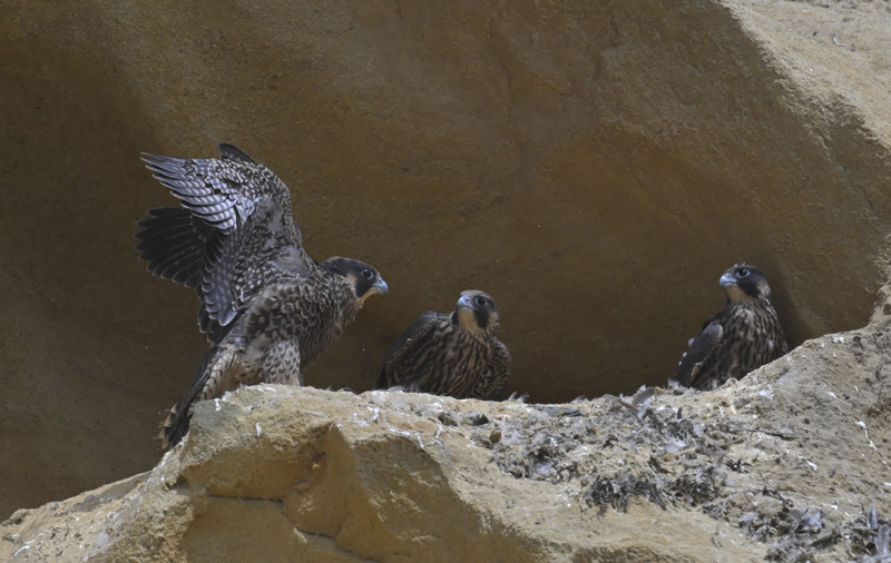 Peregrine_Falcon_25_CA_L_013