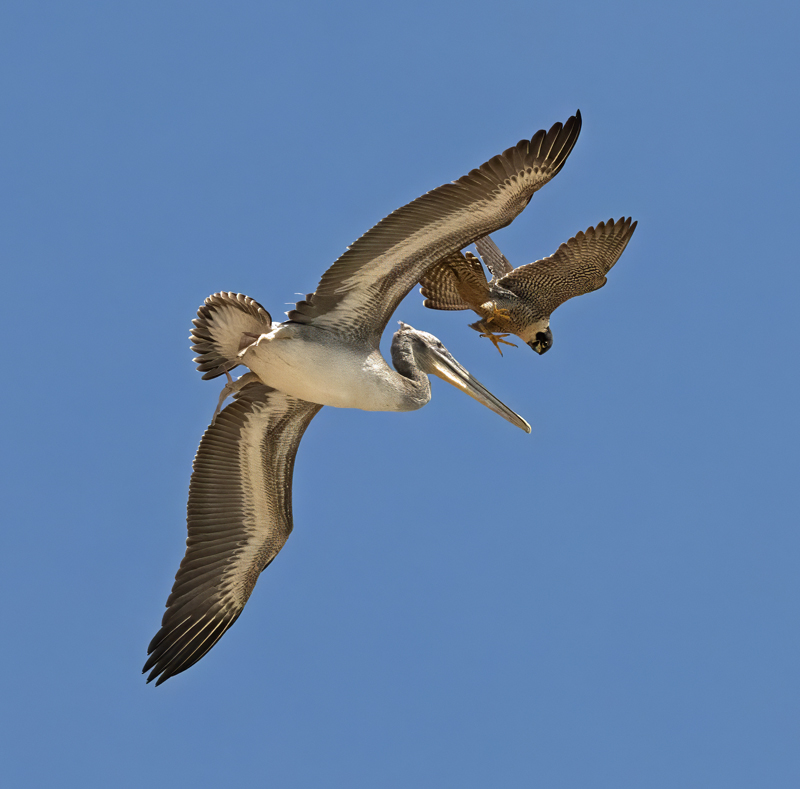 Peregrine_Falcon_CA_2025_C_604