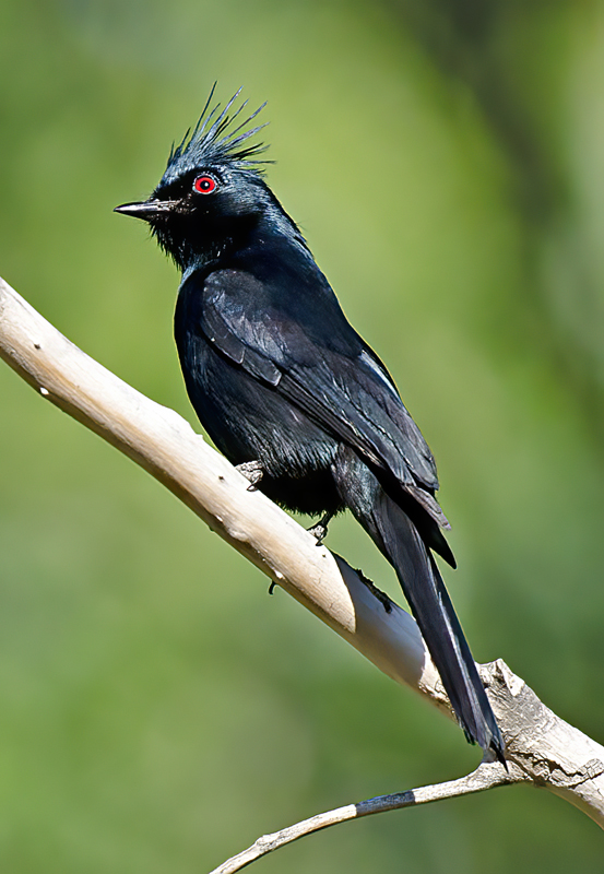 Phainopepla_13_CA_023
