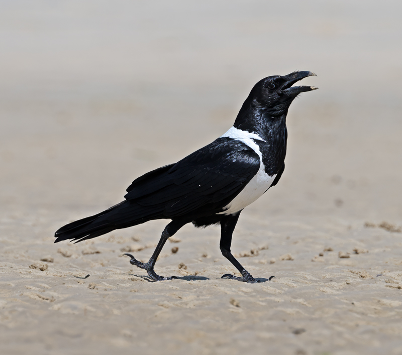 Pied_Crow_24_Madagascar_016