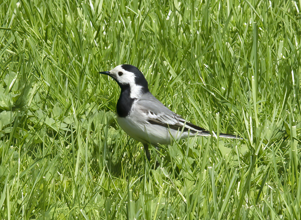 Pied_Wagtail_Russia_2017_009