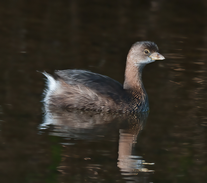 Pied_billed_Grebe_10_FL_001