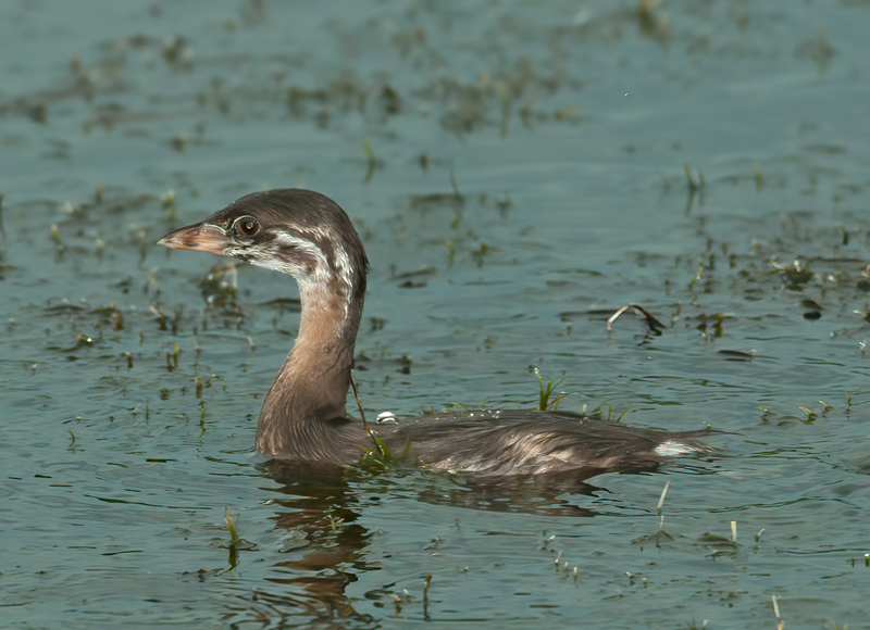 Pied_billed_Grebe_10_FL_062