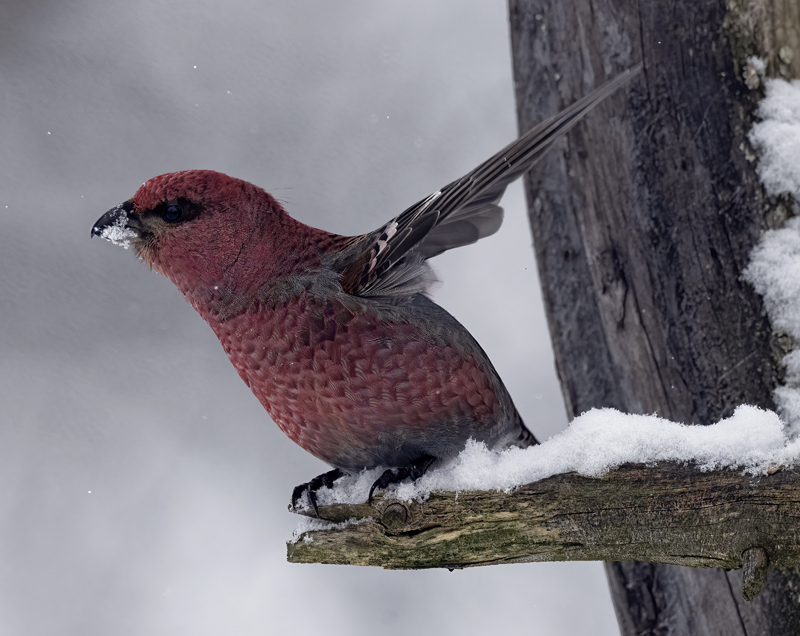 Pine_Grosbeak_23_Norway_065