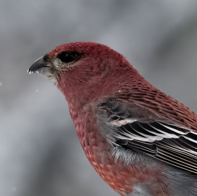 Pine_Grosbeak_23_Norway_104