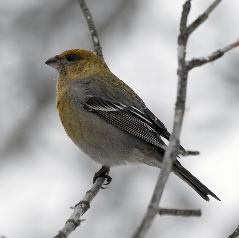 Pine_Grosbeak_23_Norway_124