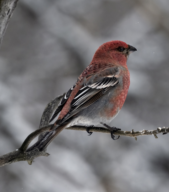 Pine_Grosbeak_23_Norway_132