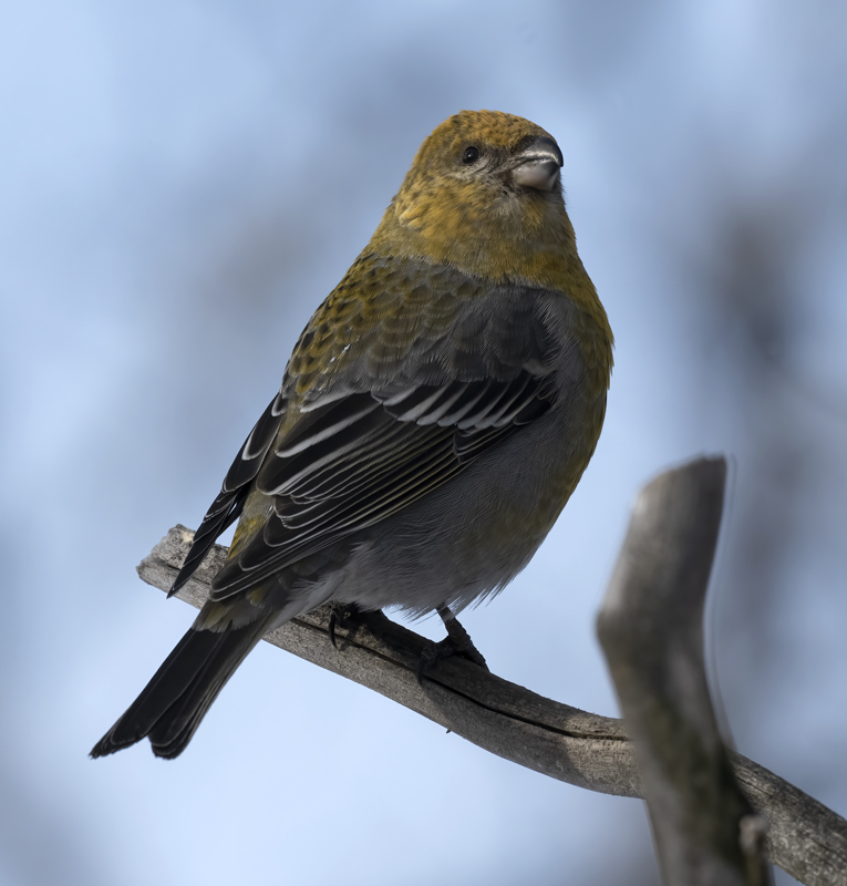 Pine_Grosbeak_23_Norway_146