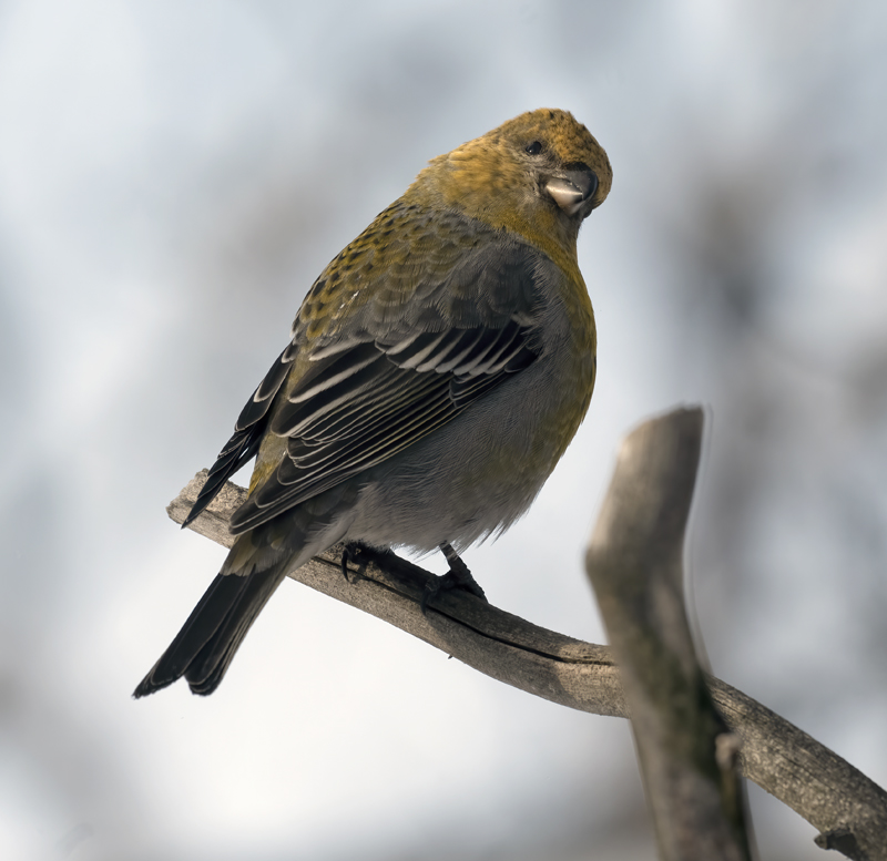 Pine_Grosbeak_23_Norway_149