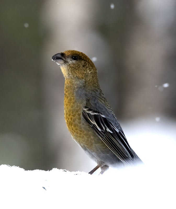 Pine_Grosbeak_23_Norway_189
