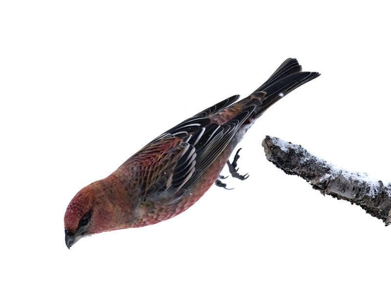 Pine_Grosbeak_23_Norway_304