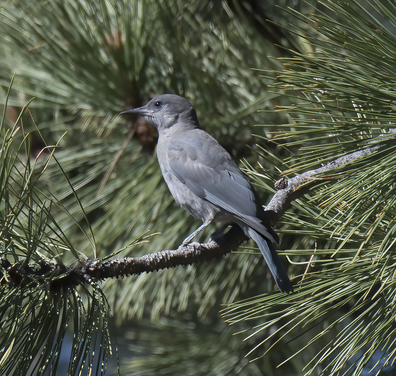 Pinyon_Jay_17_OR_002