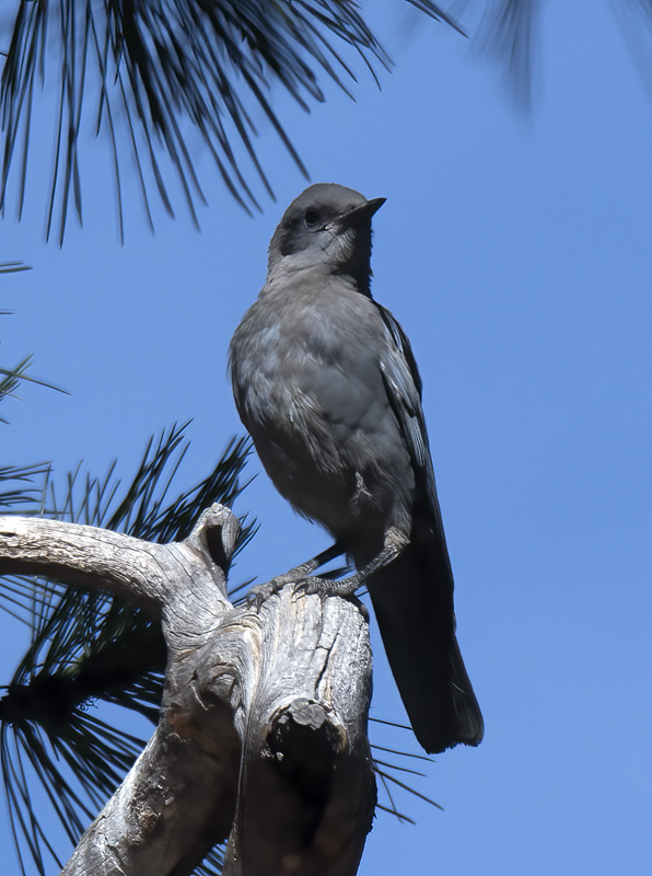 Pinyon_Jay_17_OR_007