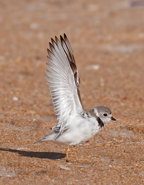 Piping_Plover_10_FL_015