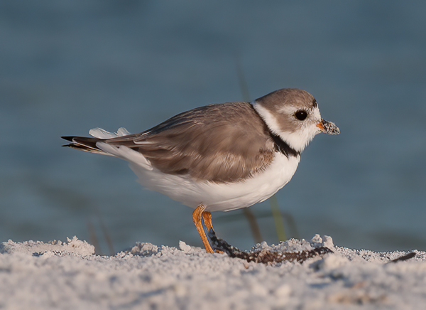 Piping_Plover_10_FL_071