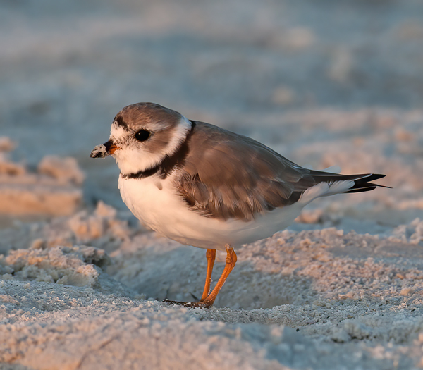 Piping_Plover_10_FL_122