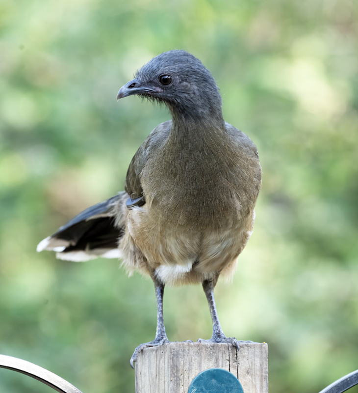 Plain_Chachalaca_24_TX_C_511