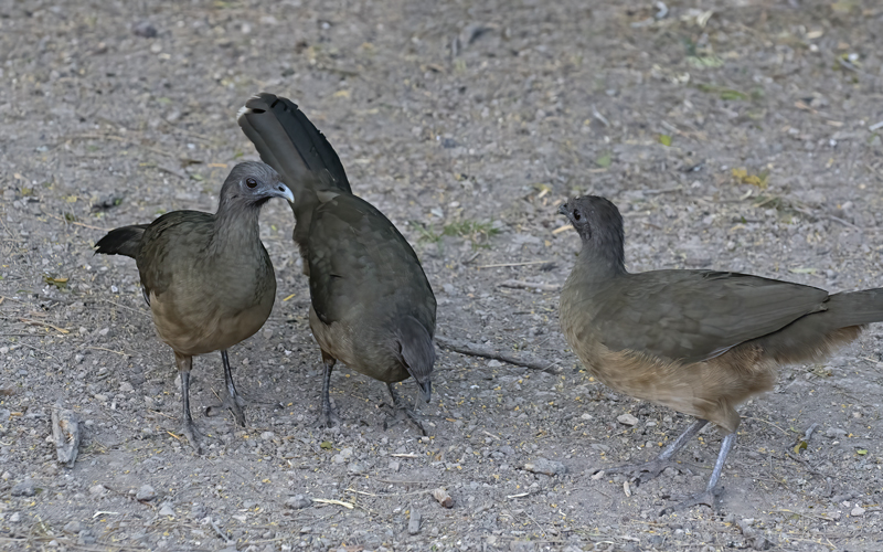 Plain_Chachalaca_TX_18_005