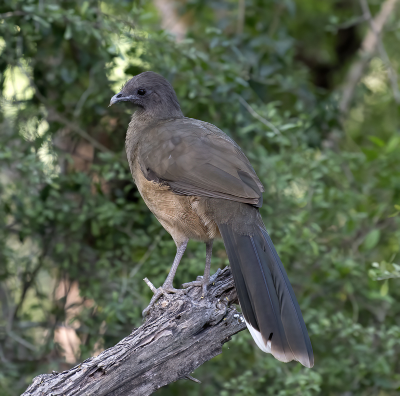 Plain_Chachalaca_TX_18_055